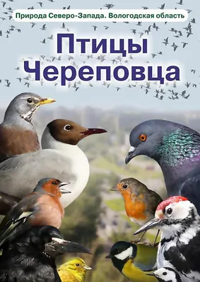 Брендом Вологодской области станет птица с цветочками | newsvo.ru