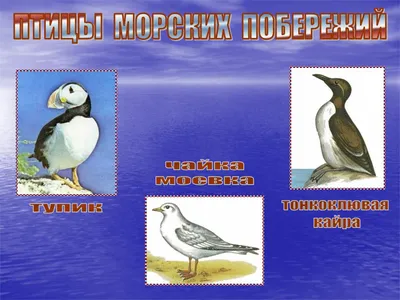 Картинка птицы живет на севере фото