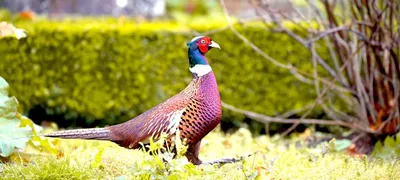 10 редких птиц удивительной красоты: фото