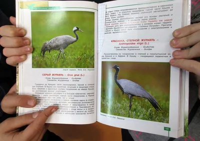 Козодой, или птица, которая зимой спит как мишка | Хаски и другие дети  Севера | Дзен