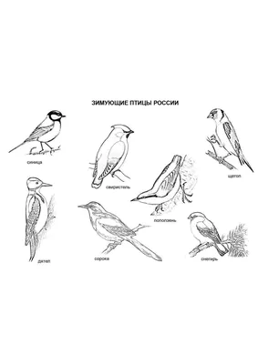 Раскраска птицы зимой. Птицы зимой из мультика. Разукрашки.