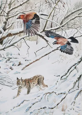 Какие птицы прилетают зимой? Зимние птицы - кочевники | Природа и экология  | annie_wild_life | Дзен