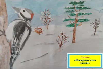 Рисунки детей «Птицы — красота природы! Зимующие птицы» (7 фото).  Воспитателям детских садов, школьным учителям и педагогам - Маам.ру