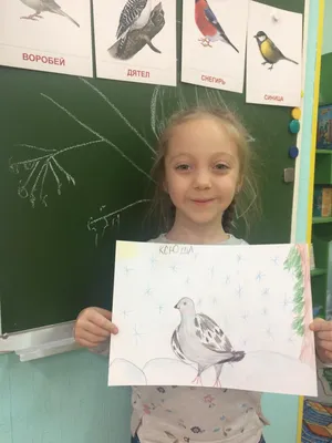Иллюстрация Сойки. Птицы зимой в стиле 2d | Illustrators.ru