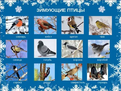 Раскраски, Птицы зимой. Картинки раскраски. Снегирь зимой. Раскраска для  печати. Птицы у кормушки. Распечатать раскраски на сайте. Птицы зимой для  детей. Лучшие раскраски. Птицы зимой из мультика. Скачать раскраски. Птица  на ветке.