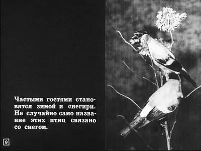 Смотреть диафильм Перелётные и зимующие птицы
