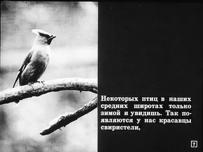 НОД «Перелетные птицы возвращаются» (2 фото). Воспитателям детских садов,  школьным учителям и педагогам - Маам.ру