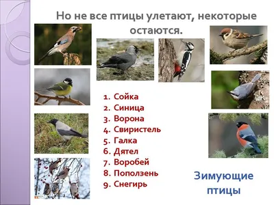 Смотреть диафильм Перелётные и зимующие птицы