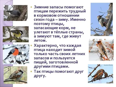 Урок окружающего мира по теме \"Птичьи секреты\". 2-й класс