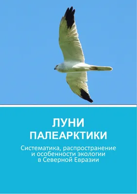Перелетные птицы: названия, фото и описание перелетных видов птиц