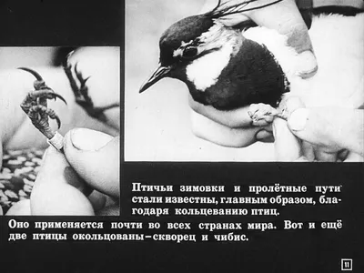 Смотреть диафильм Перелётные и зимующие птицы