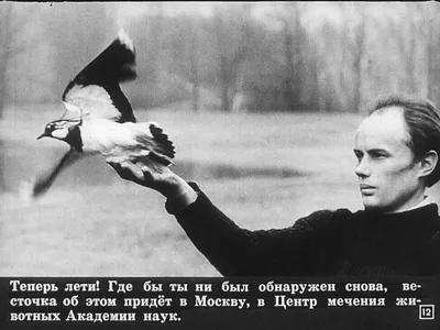 Богатый птичий мир Кыргызстана: от певчих до ловчих — Экология АКИpress