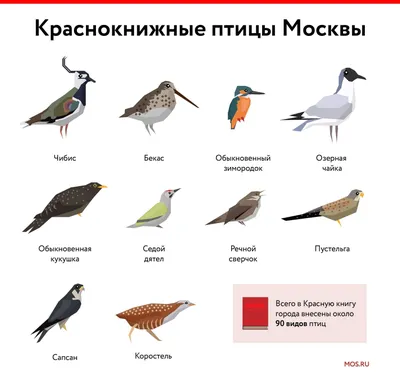 DigitalCommons@University of Nebraska - Lincoln ПТИЦЫ ВОСТОЧНОГО САЯНА /  Birds of the Eastern Sayan