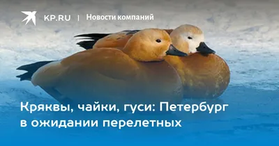 ОХРАНА ПТИЦ В РОССИИ: ПРОБЛЕМЫ И ПЕРСПЕКТИВЫ by Anna Shestakova - Issuu
