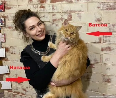 Купить картину-постер \"Попугай какаду с цветной челкой\" с доставкой  недорого | Интернет-магазин \"АртПостер\"