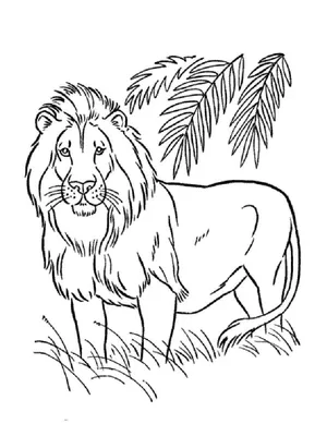 Раскраска лев распечатать картинки для детей