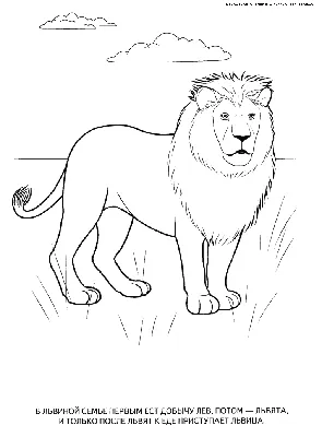 Лев (Lion) | Раскраска для детей: 32 разукрашки распечатать