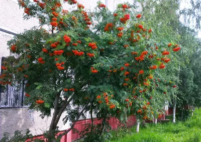 Саженцы рябины в Уфе. Купить саженцы рябины, цена.