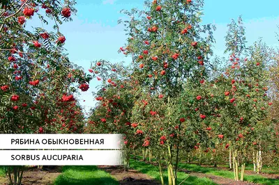 Дерево искусственное рябина №33-6 высота 160 см