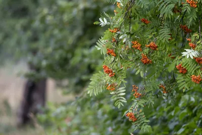 Рябина гибридная 'Dodong' – купить в питомнике Chelsea Garden