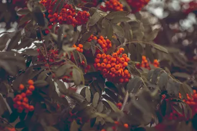 Рябина шведская промежуточная (Sorbus intermedia) купить в Москве саженцы  из питомника Greenpoint24