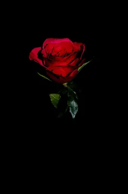 Картинки розы на черном фоне - 83 фото