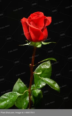 Фотография Розы Цветы на черном фоне 5096x3397