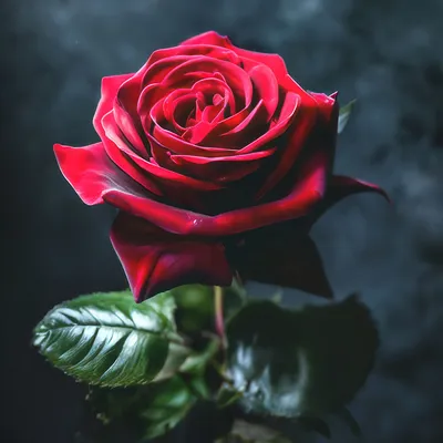 роза на черном фоне :: Анютка А – Социальная сеть ФотоКто