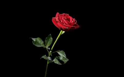 Red Rose by Omega300m on DeviantArt