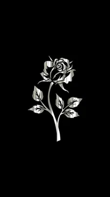 красная роза на черном фоне Стоковое Изображение - изображение  насчитывающей одиночно, лепесток: 247605667