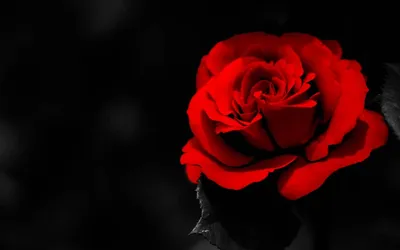 Фотообои \"Красная роза в капельках росы на черном фоне\" - Арт. 170364 |  Купить в интернет-магазине Уютная стена