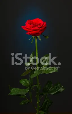 Розы На Черном Фоне Стоковые Фотографии | FreeImages