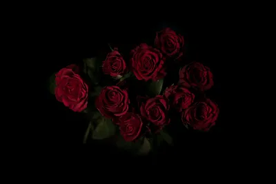 Белая роза на черном фоне · Бесплатные стоковые фото