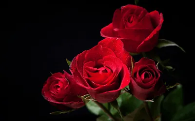 4 розы красного и черного цвета на темном фоне, темно красная роза, Hd  фотография фото, Роза фон картинки и Фото для бесплатной загрузки