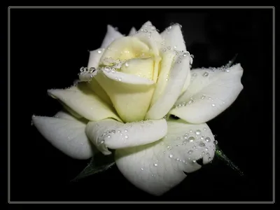 Красивая Красная Роза Черном Фоне стоковое фото ©Wirestock 553147890