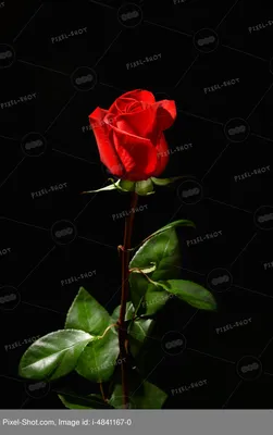 Фотообои Розовая роза на черном фоне купить в Оренбурге, Арт. 10-323 в  интернет-магазине, цены в Мастерфресок