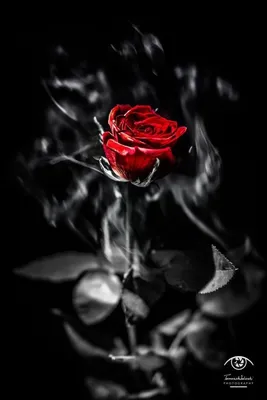 Красная роза на черном фоне. Stock Photo | Adobe Stock