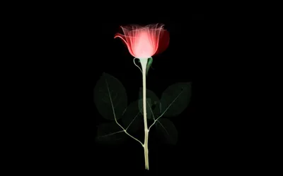 Декоративная роза с дымом на черном фоне И картинка для бесплатной загрузки  - Pngtree