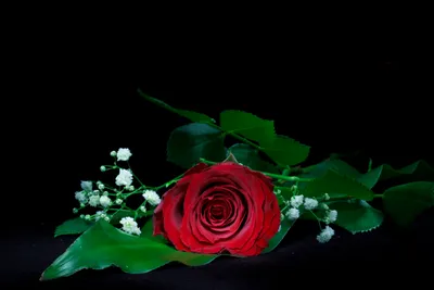 Красивая красная роза на черном фоне :: Стоковая фотография :: Pixel-Shot  Studio
