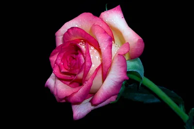 Красная Роза На Черном Фоне — стоковые фотографии и другие картинки Роза -  Роза, Весна, Витать в облаках - iStock