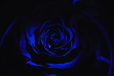красная роза на черном фоне. в драматическом стиле Стоковое Фото -  изображение насчитывающей природа, украшение: 217117502