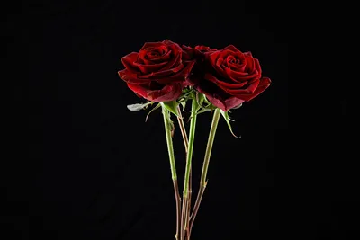 Картинки розы на черном фоне - 74 фото