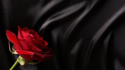 Картина \"Роскошная алая роза на черном фоне\"