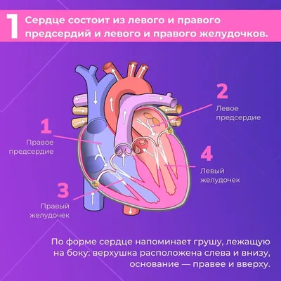 Программа \"Здоровое сердце\"