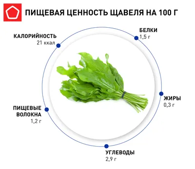 Щавель: польза и вред для здоровья | Роскачество