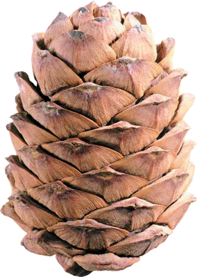 Pine cone PNG transparent image download, size: 1854x2612px