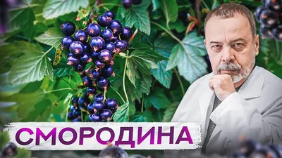 Черная смородина: польза и вред для здоровья организма человека, лечебные  свойства