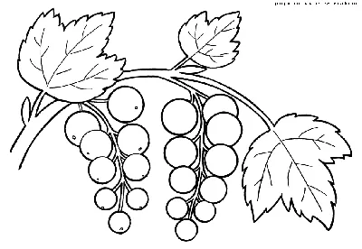 Раскраска Смородина | Раскраски Каталог раскрасок.