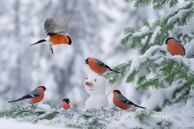 Снегирь: Они не прилетают к нам зимовать! Почему мы видим этих птиц