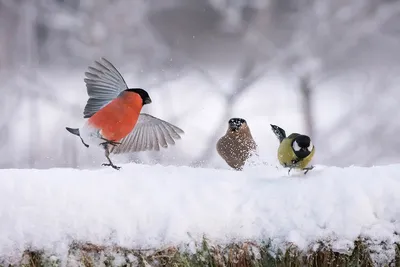 Снегири — Википедия